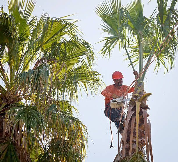 Best Tree Root Removal  in Lincolnton, GA